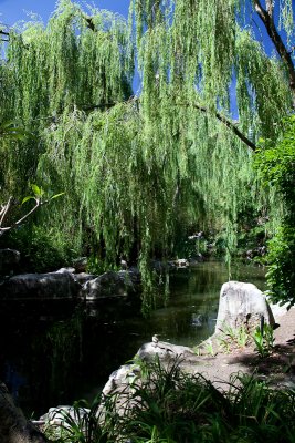 We found a Chinese garden in Darling Harbor