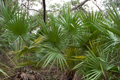 Plantation Palms