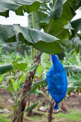 And those are bananas covered with plastic