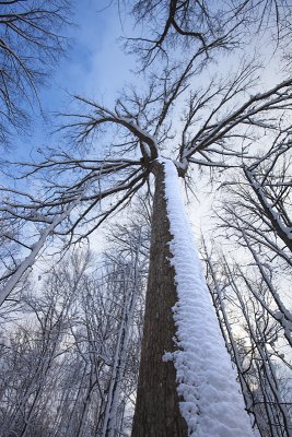 Front Oak in Winter