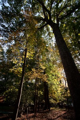 Front Oak in Autumn