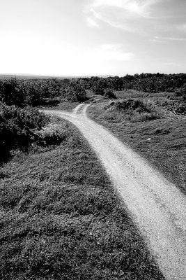 Fork in The Road