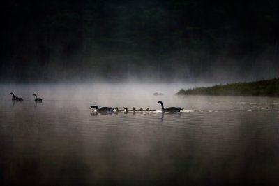 Nature Shots