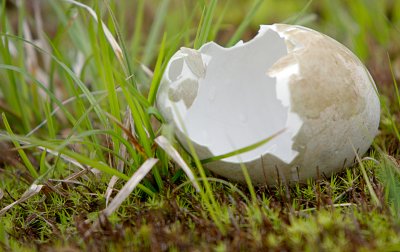 Empty Swan Egg Shell