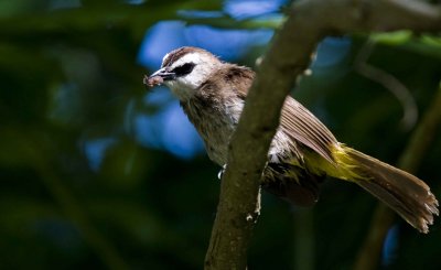 yellow-vented bulbul