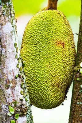 jackfruit