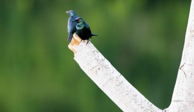 glossy starling