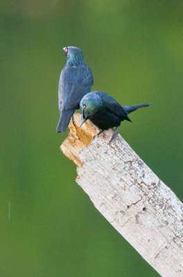 glossy starling