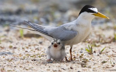 what a chick, little tern