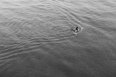 lone swimmer in Yangze River