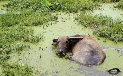 buffalo having a spa