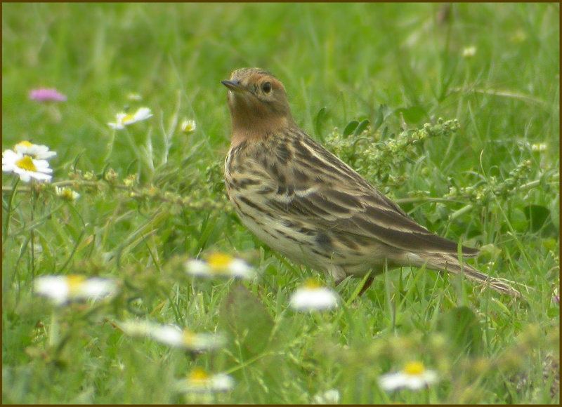 Red-throated Pipit   (Anthus cervinus).jpg