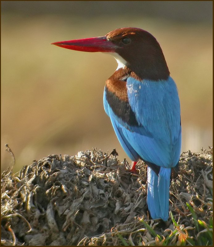 White-throated Kingfisher   (Halcyon smyrnensis).jpg