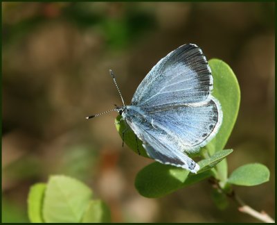 Holly Blue, Tosteblvinge  (Celastrina argiolus) female.jpg