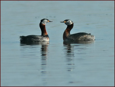 Red-necked Grebe, Gråhakedopping