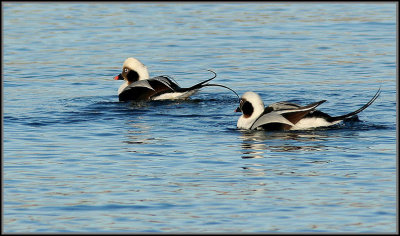 Long-tailed Duck, Alfågel, Clangula hyemalis