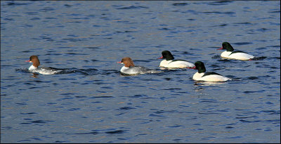 Goosander (Mergus merganser).jpg