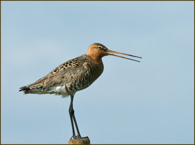 Black-tailed Godwit, Rödspov (Limosa limosa)