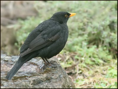 Turdus merula 3.jpg