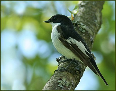 Svartvit flugsnappare, Pied flycatcher