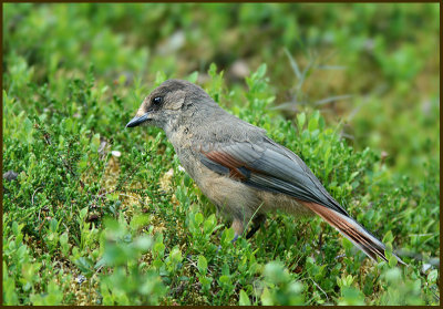 Siberian Jay, Lavskrika   (Perisoreus infaustus).jpg