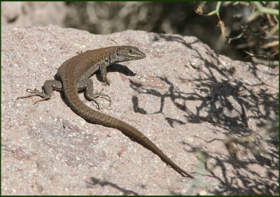 Lanzarote and Fuerteventura Insects and Reptiles