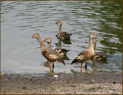 Plumed Whistling-duck, Plymvisseland   (Dendrocygna eytoni).jpg