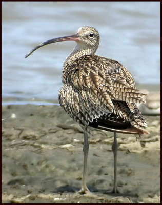 Eastern Curlew, Orientspov   (Numenius madagascariensis).jpg