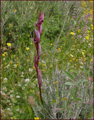 CRETAN FLOWERS in APRIL
