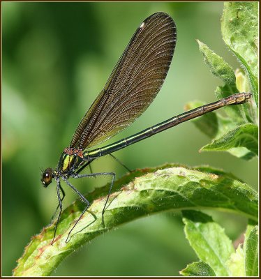 Beautiful Demoiselle female,   (Callopteryx virgo).jpg