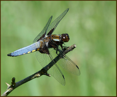 Broad-bodied Chaser male   (Libellula depressa).jpg