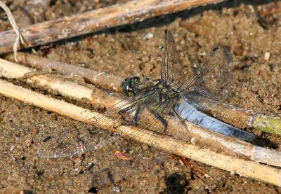 Black-tailed Skimmer male.jpg