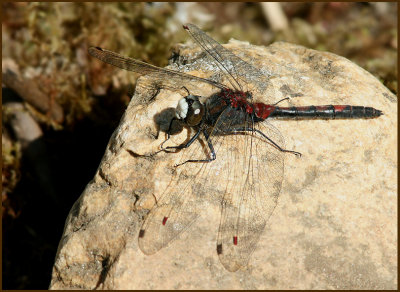 Ruby Whiteface   (Leucorrhinia rubicunda).jpg