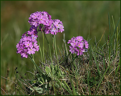 Bird's-eye Primrose, Majviva  (Primula farinosa).jpg