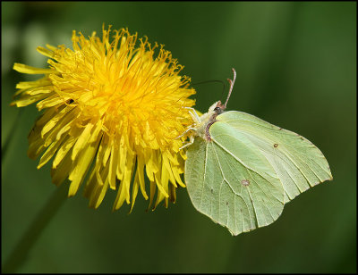 Ruderalia sp. and a female Brimstone butterflyjpg