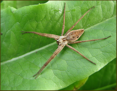 Nursery web spiders, Presentspindlar, Pisauridae