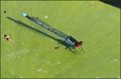 Swedish Damselflies (Zygoptera)