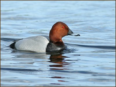 Brunand, Pochard, Aythya ferina male.jpg