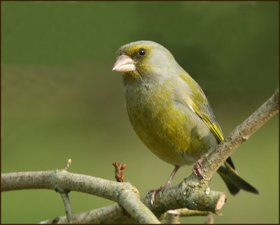 Greenfinch, Grnfink   (Carduelis chloris).jpg