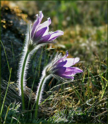 Pasque flower, Backsippa   (Pulsatilla vulgaris).jpg