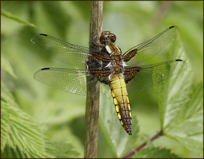 Libellula depressa imm. male.jpg