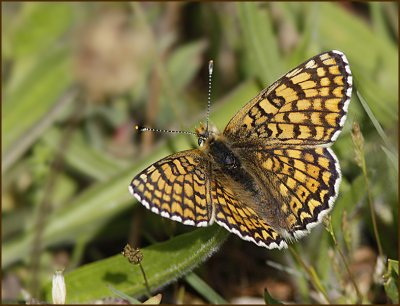 Glanville Fritillary, ngsntfjril   (Melitaea cinxia).jpg