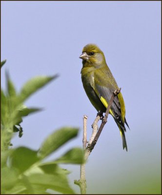 Greenfinch, Grnfink   (Carduelis chloris) 2.jpg