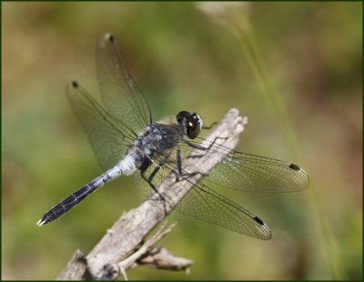 Dark Whiteface, Pudrad krrtrollslnda  (Leucorrhinia albifrons).jpg