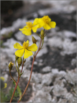 Solvändeväxter, Cistaceae, ink Helianthemum