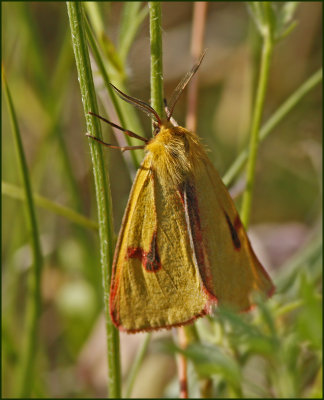 Clouded Buff, Rdfransad bjrnspinnare   (Diacrisia sannio).jpg