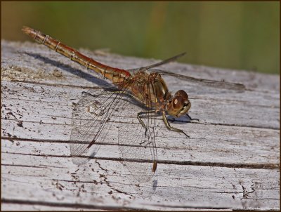 Moustached Darter male, tegelrd ngstrollslnda   (Sympetrum vulgatum).jpg