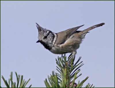 Titmice to Treecreepers
