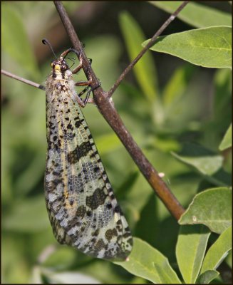 Ant Lion, Myrleon   (Palpares libelluloides).jpg