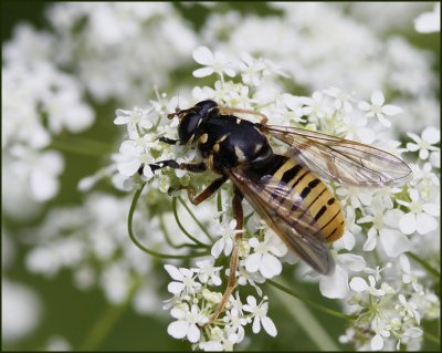 Tigerblomflugor, Temnostoma